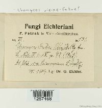 Uromyces viciae-fabae var. viciae-fabae image