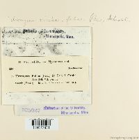 Uromyces viciae-fabae var. viciae-fabae image