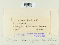 Uromyces viciae-fabae var. viciae-fabae image
