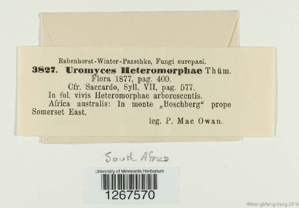 Uromyces heteromorphae image