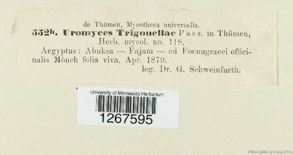 Uromyces trigonellae image