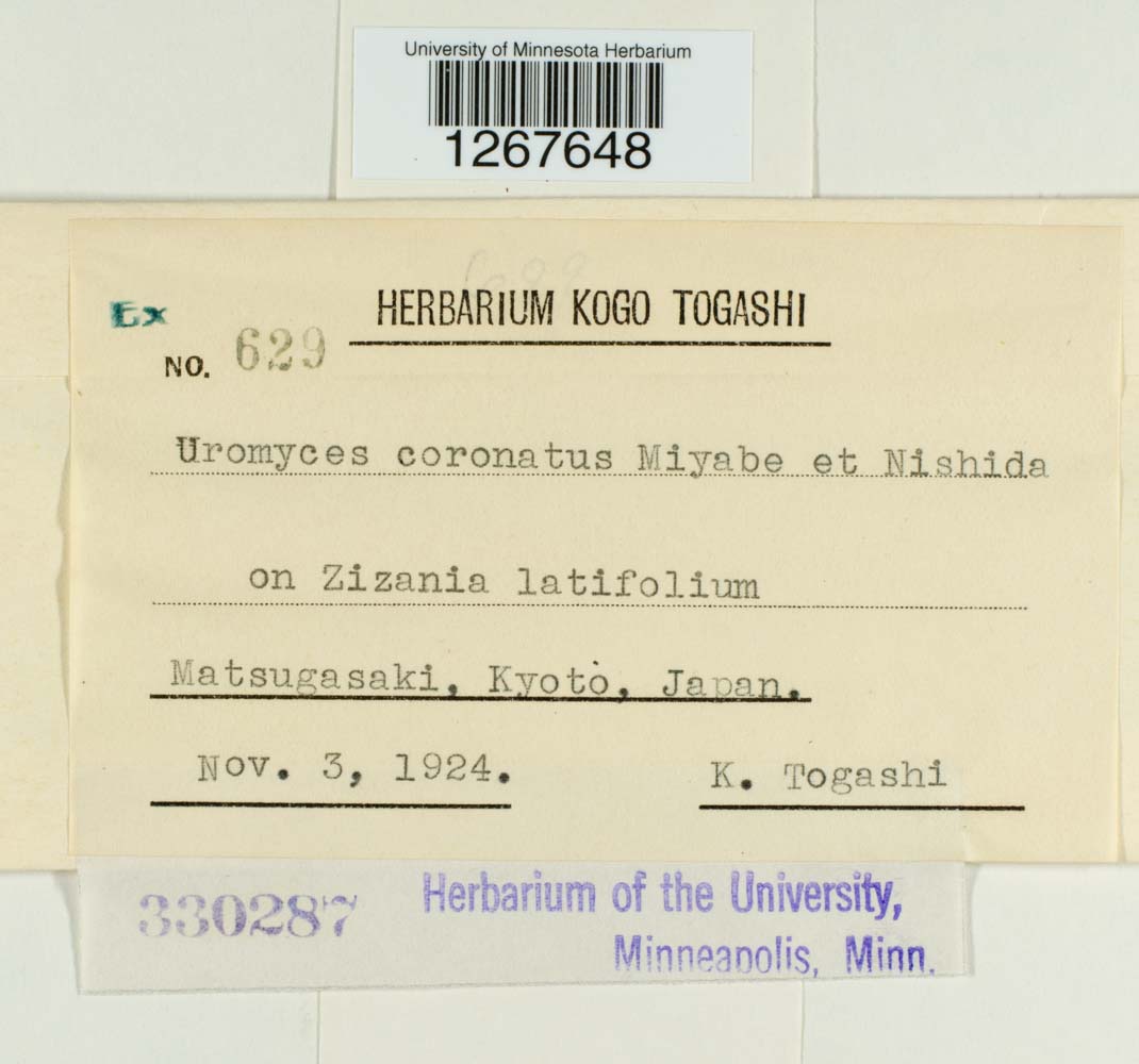 Uromyces coronatus image