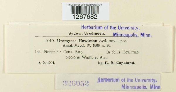 Uromyces hewittiae image