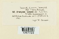 Uromyces limonii image