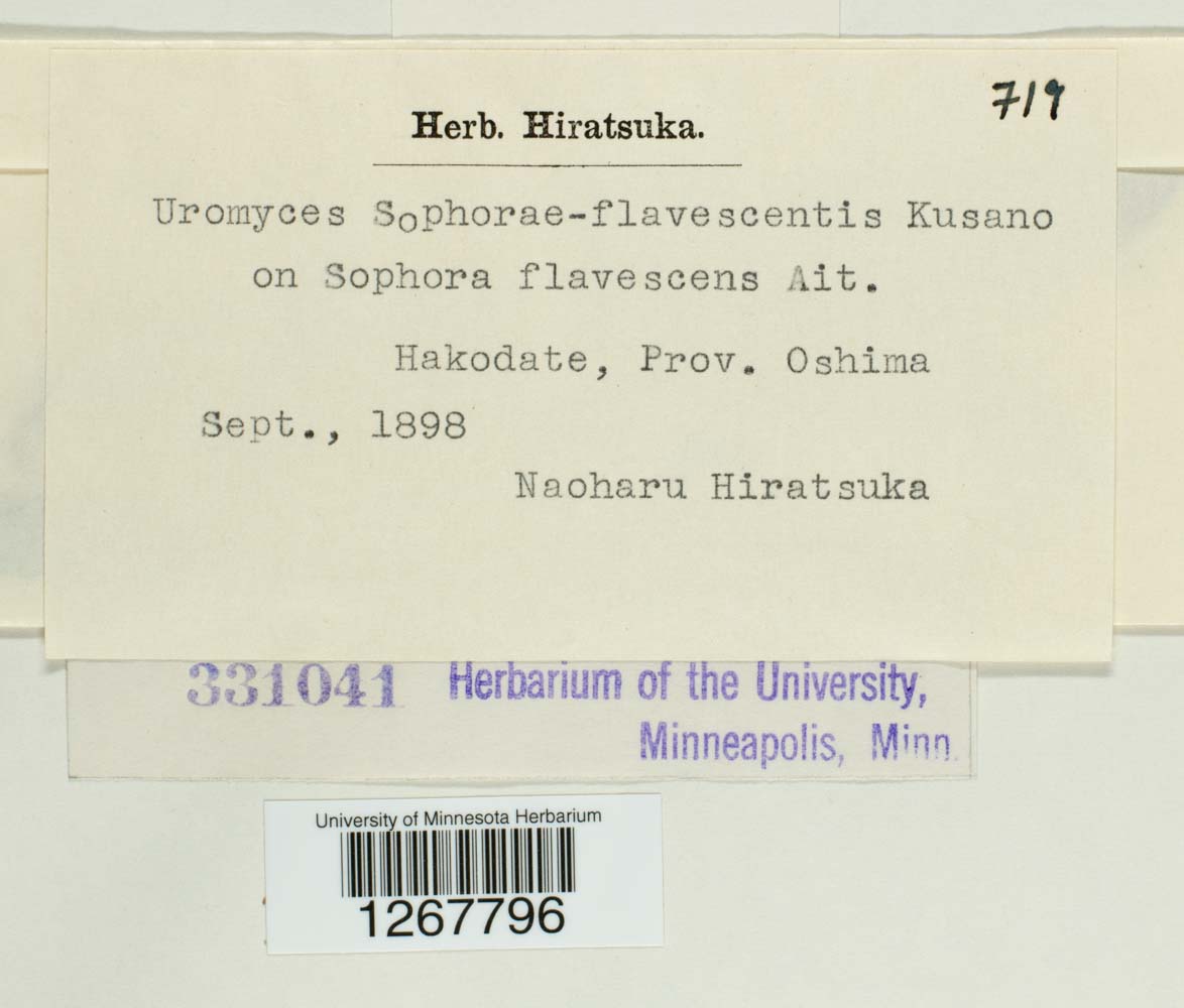 Uromyces sophorae-flavescentis image