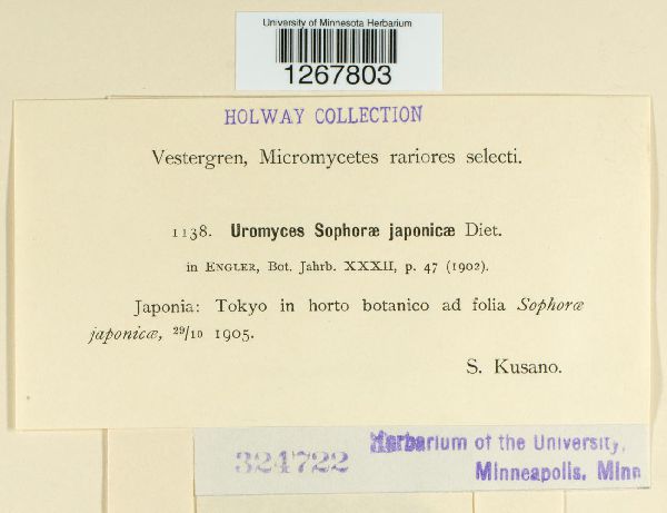 Uromyces sophorae-japonicae image