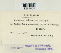 Uromyces sphaerocarpus image