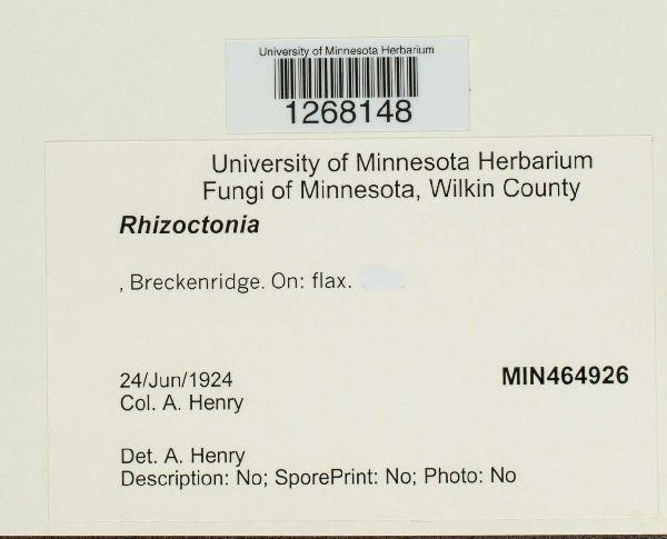 Rhizoctonia image