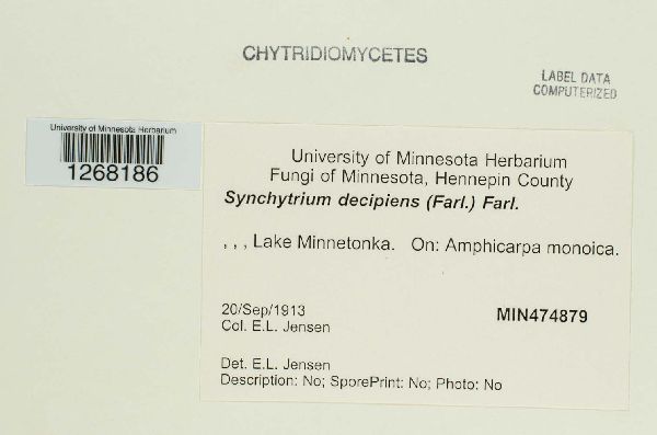 Synchytrium decipiens image