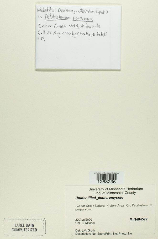 Deuteromycota image