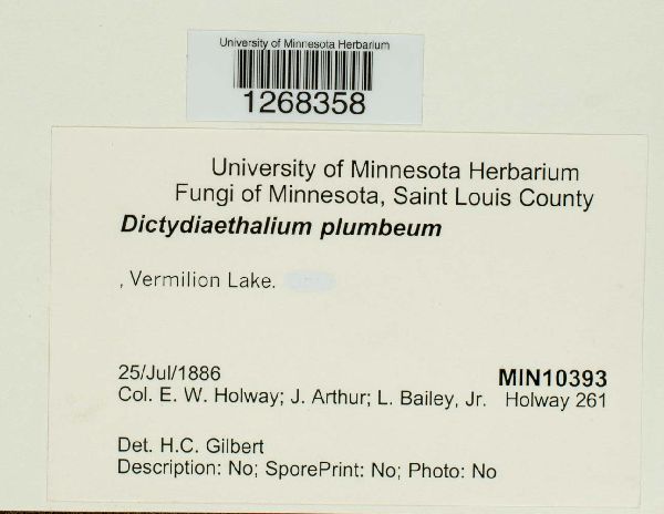 Dictydiaethalium plumbeum image