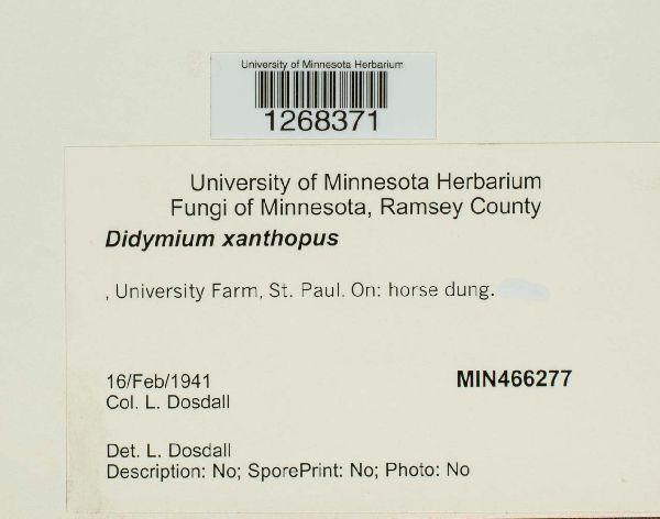 Didymium iridis image