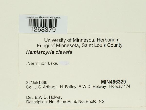 Hemitrichia clavata image