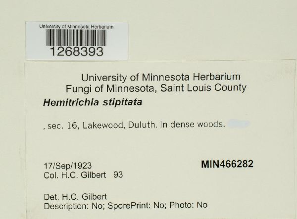Hemitrichia image
