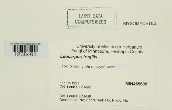 Leocarpus fragilis image