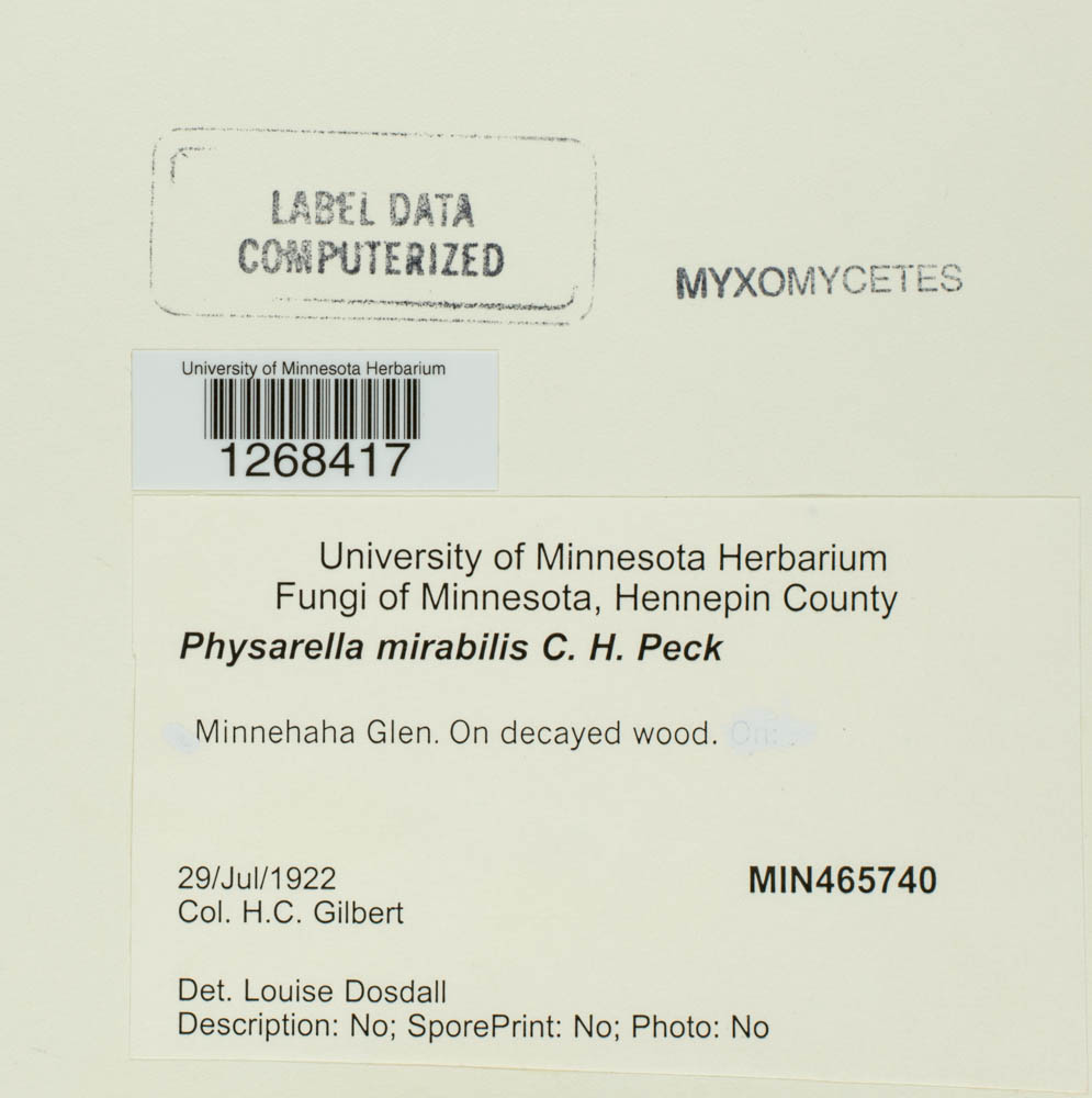 Physarella image