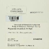Physarella oblonga image