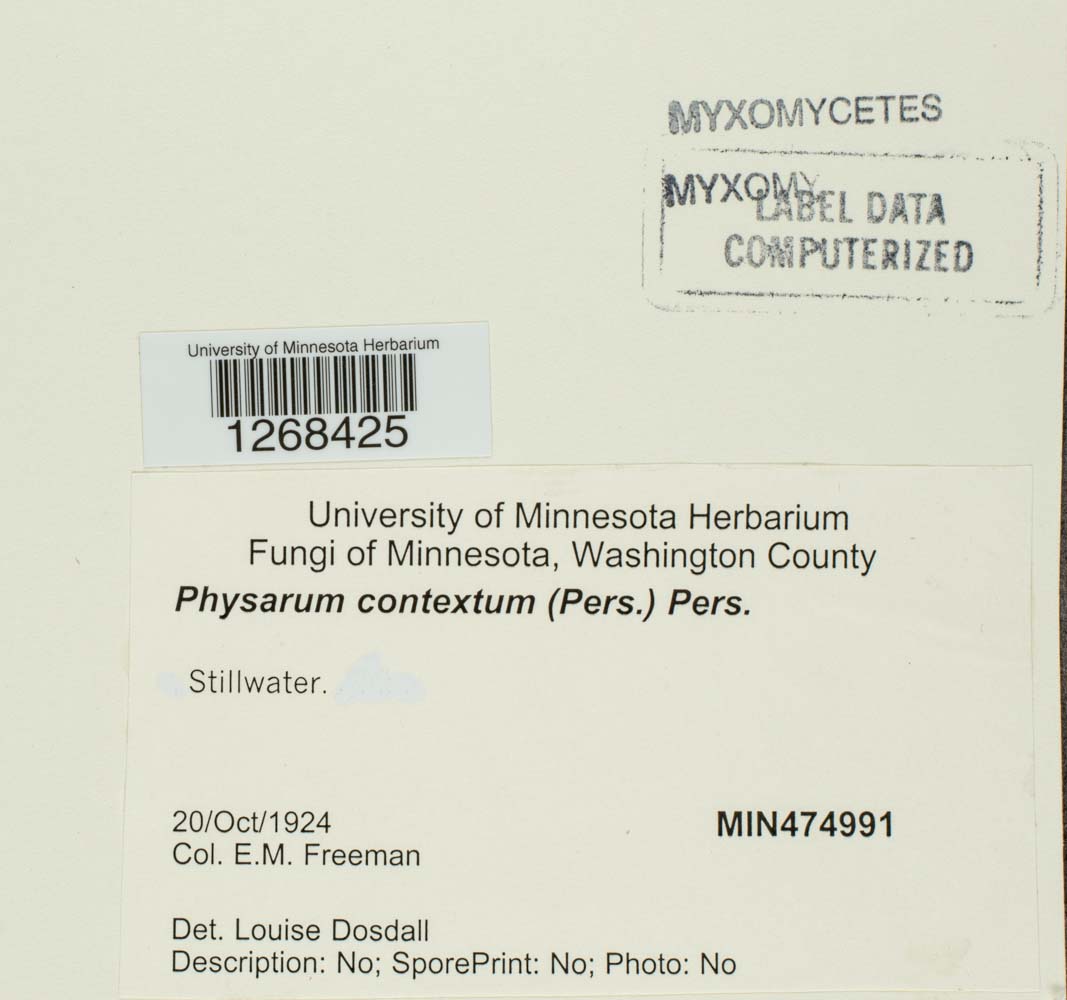Physarum contextum image