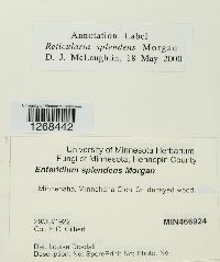 Reticularia splendens image