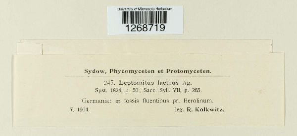 Leptomitus lacteus image