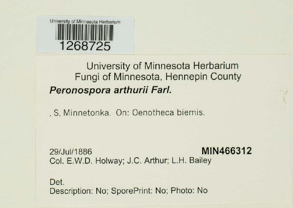 Peronospora arthurii image