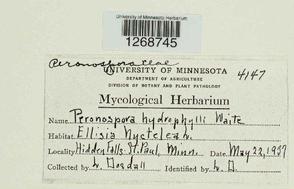 Peronospora hydrophylli image