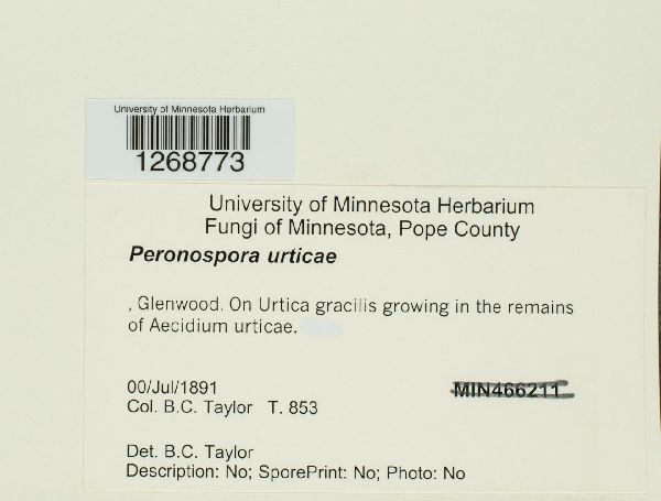 Peronospora urticae image
