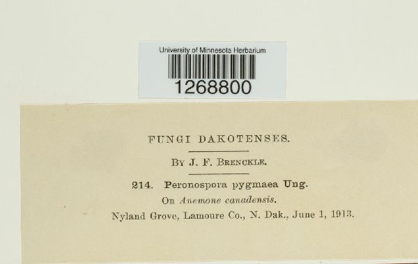 Peronospora pygmaea image