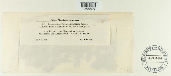 Peronospora rorippae-islandicae image