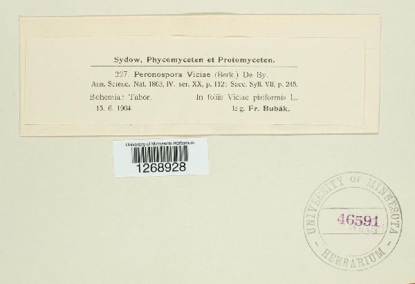 Peronospora viciae image