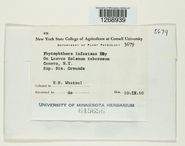 Phytophthora image