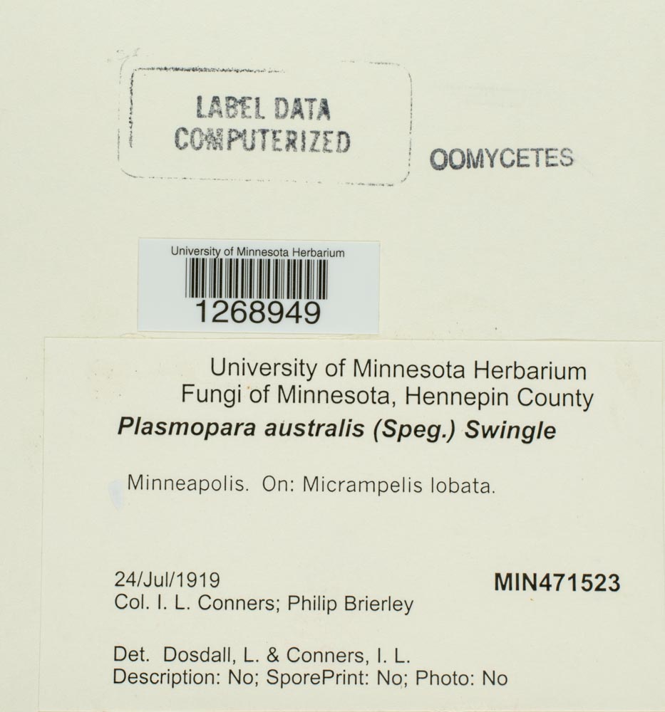 Plasmopara australis image