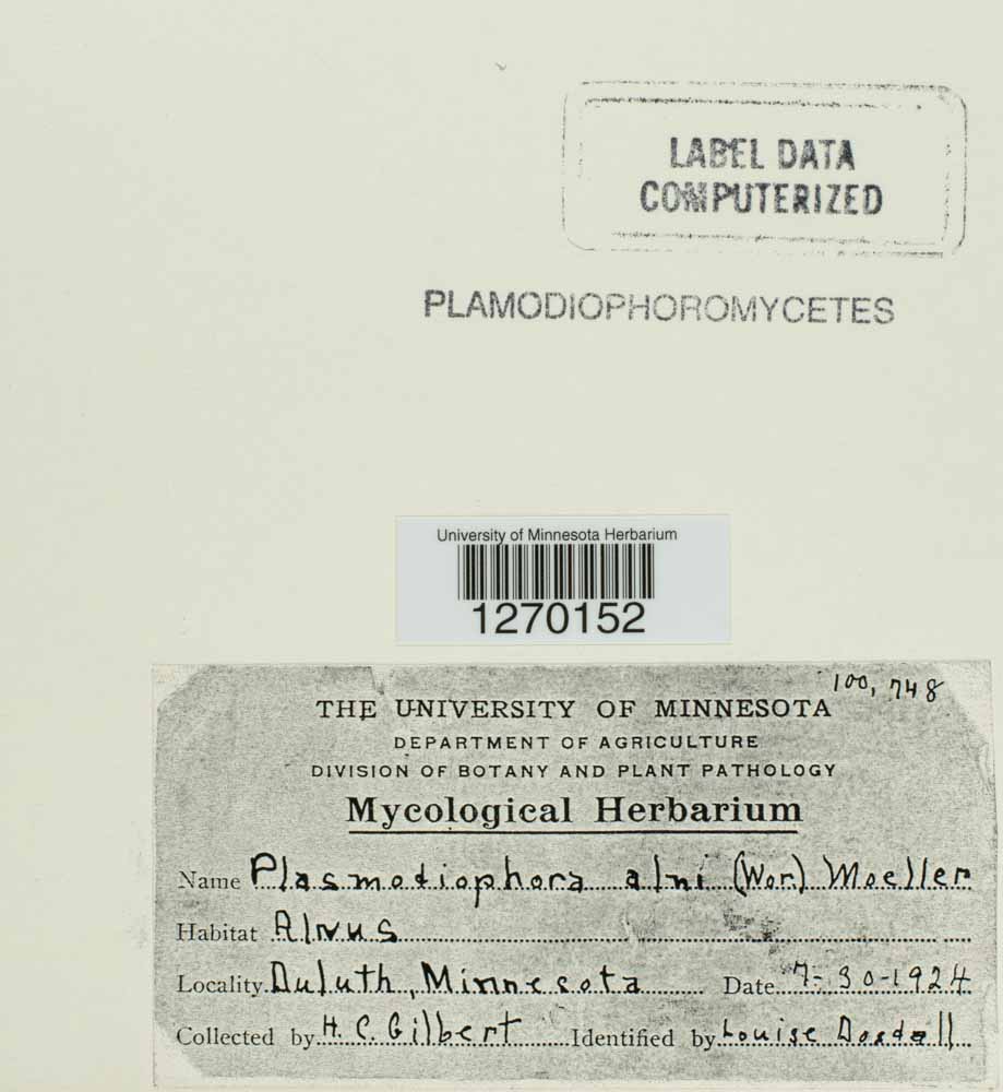Plasmodiophora alni image