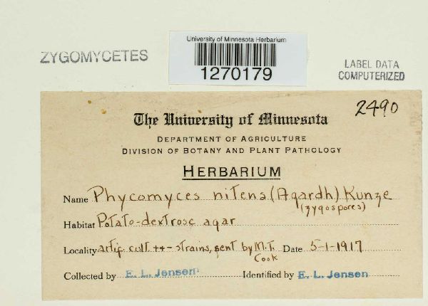 Phycomyces nitens image