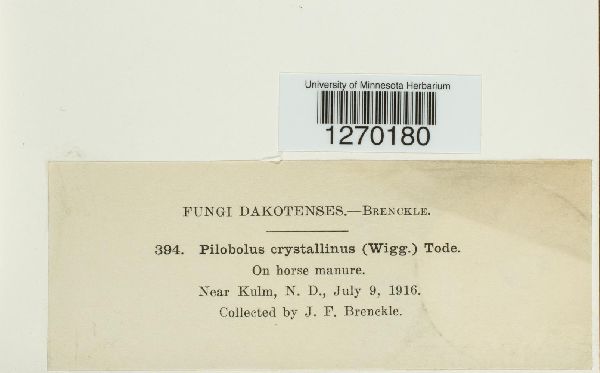 Pilobolus crystallinus image