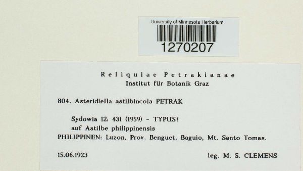 Meliolaceae image