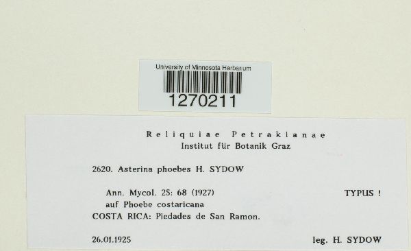 Asterina phoebes image
