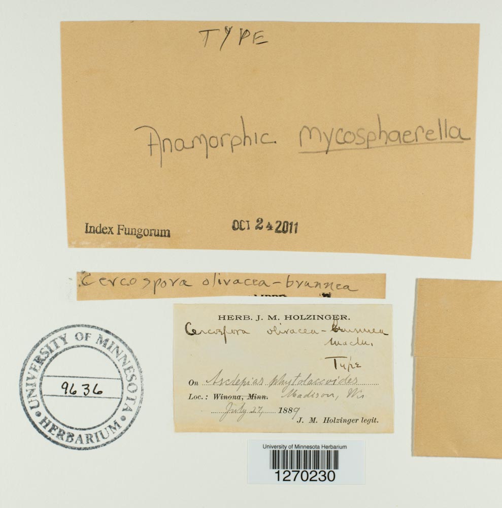 Cercospora olivacea-brunnea image