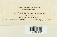 Puccinia burnettii image
