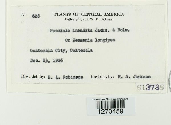 Puccinia inaudita image