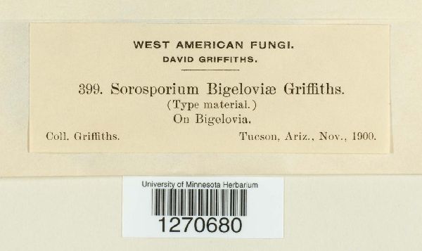 Sorosporium bigeloviae image
