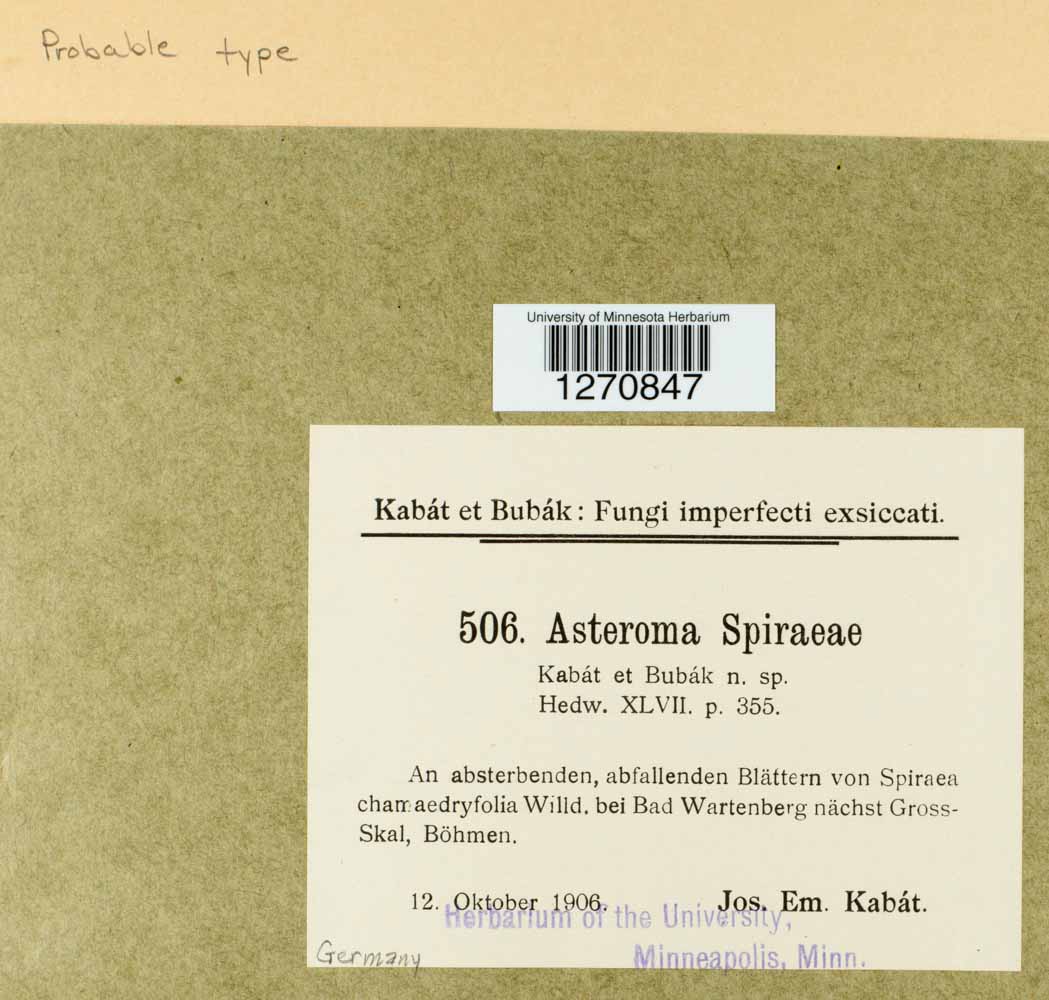 Asteroma spiraeae image