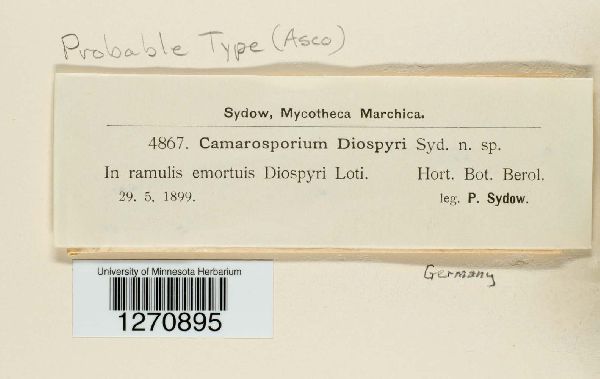 Camarosporium diospyri image