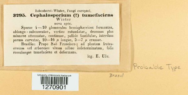 Cephalosporium tumefaciens image