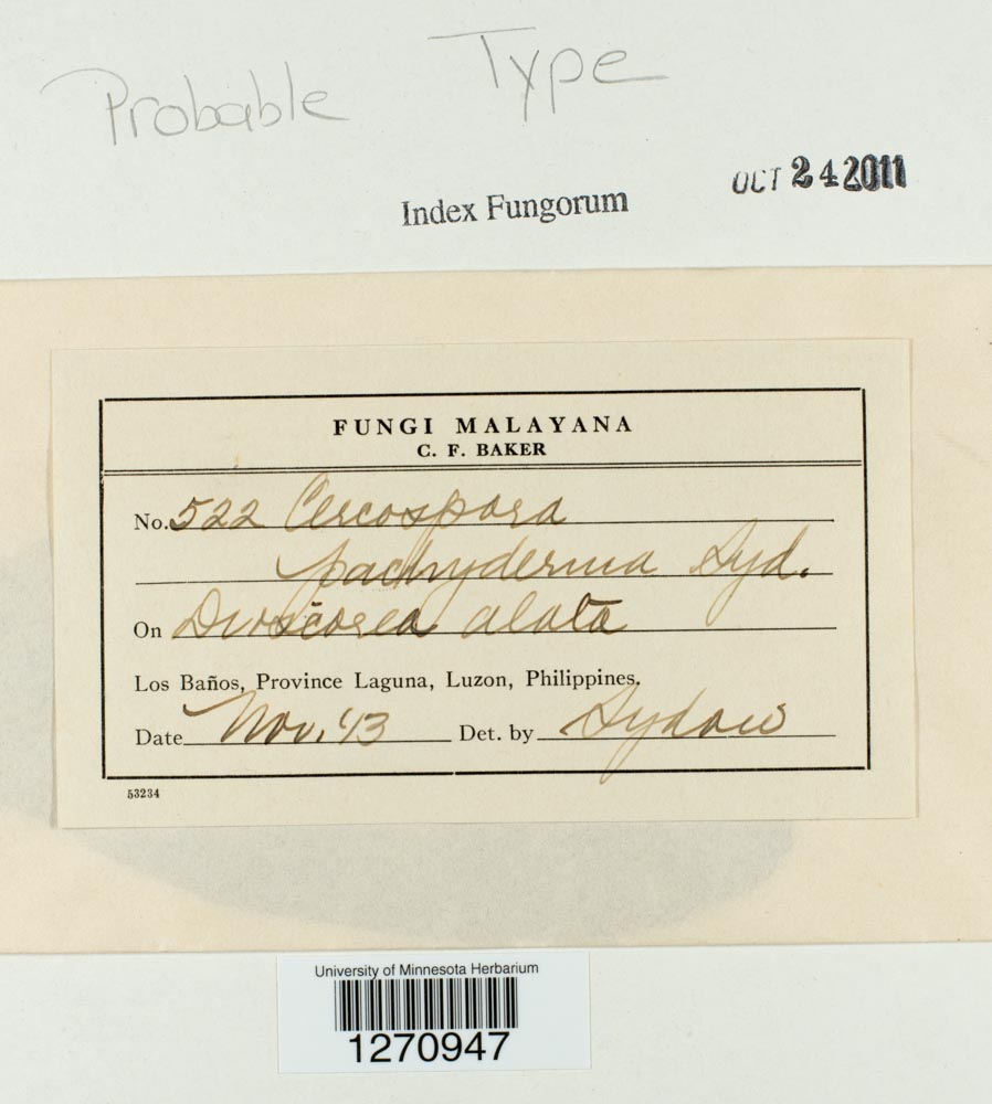 Distocercospora pachyderma image