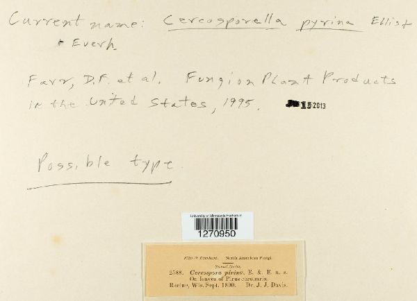 Cercospora pyrina image