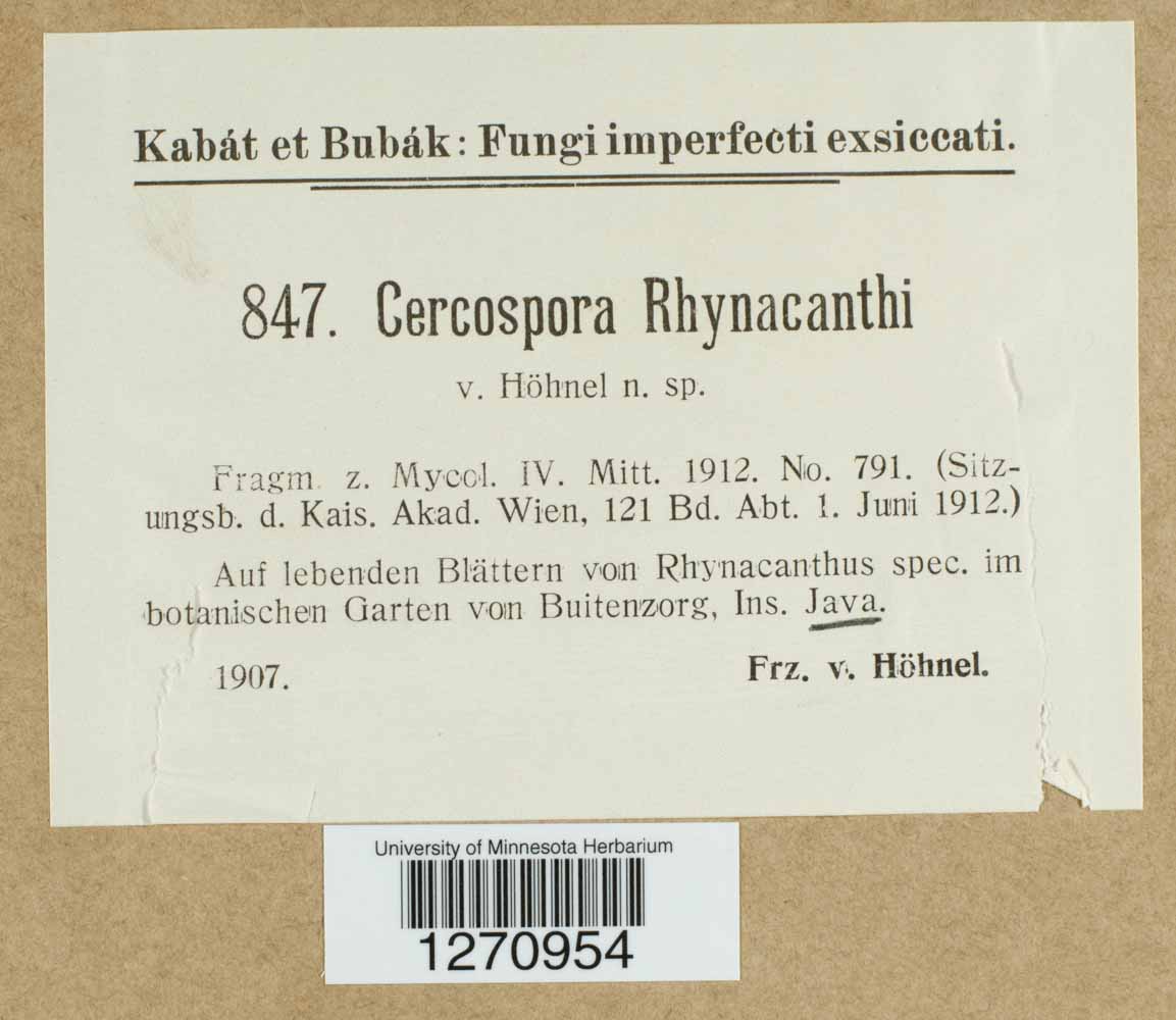 Cercospora rhynacanthi image