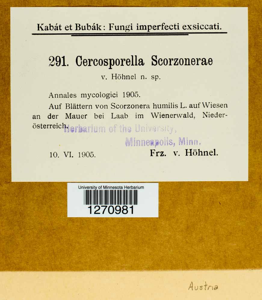 Cercosporella scorzonerae image