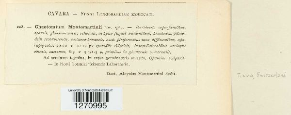 Chaetomium montemartinii image