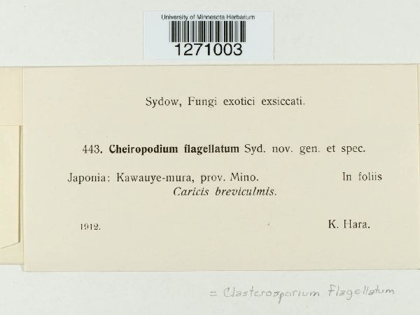 Clasterosporium image